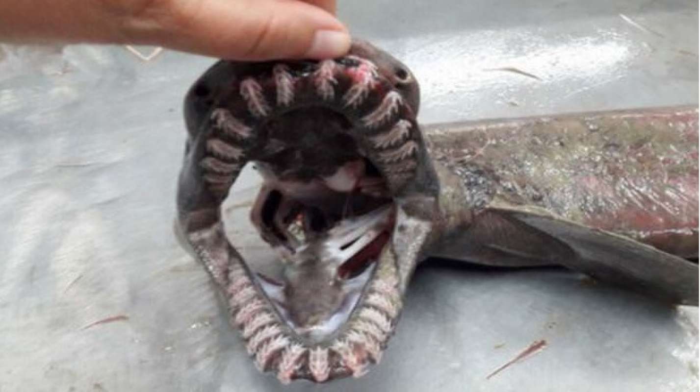 В Португалии поймали доисторическую акулу-монстра 