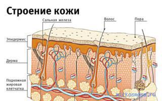 Кожа — Исламский сонник ибн Сирина Кожа — Исламский сонник ибн Сирина