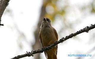 Кукш - Исламский сонник ибн Сирина Кукш - Исламский сонник ибн Сирина