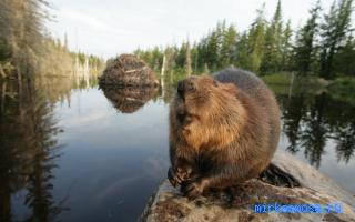 Бобр - Итальянский сонник Менегетти Бобр - Итальянский сонник Менегетти