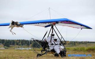 Журавль — Российский сонник Журавль — Российский сонник