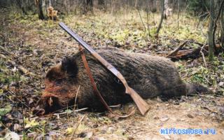 Кабан - Русский сонник Кабан - Русский сонник
