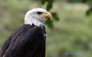 Клюв — Восточный женский сонник Клюв — Восточный женский сонник