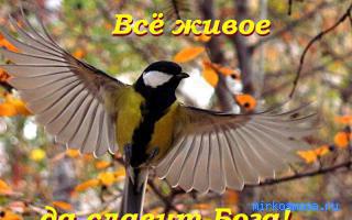 Букашки — Сонник Азара Букашки — Сонник Азара