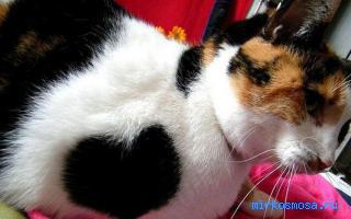 Пятно — Сонник влюбленных Пятно — Сонник влюбленных
