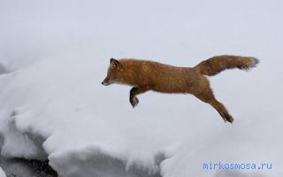 Хвост — Дворянский сонник Гришиной Хвост — Дворянский сонник Гришиной