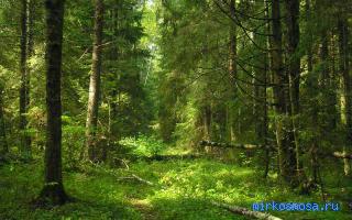 Дикие животные — Сонник Лоффа Дикие животные — Сонник Лоффа