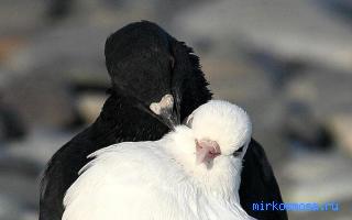 Нежность — Сонник любви Нежность — Сонник любви