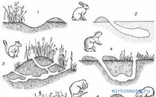 Нора — Детский сонник Нора — Детский сонник