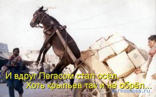 Осел — Детский сонник Осел — Детский сонник