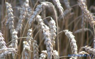 Поле пшеницы. К чему снится пшеница
