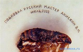 Блоха — Сонник Странника Блоха — Сонник Странника