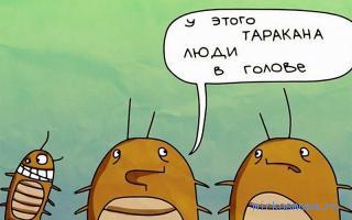 к чему снится таракан к чему снится таракан