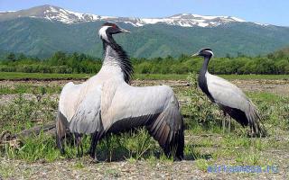 Журавль — Сонник Хассе Журавль — Сонник Хассе