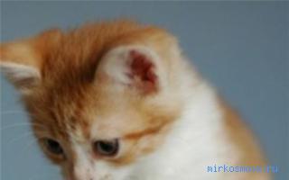 Котята — Сонник Цветкова Котята — Сонник Цветкова