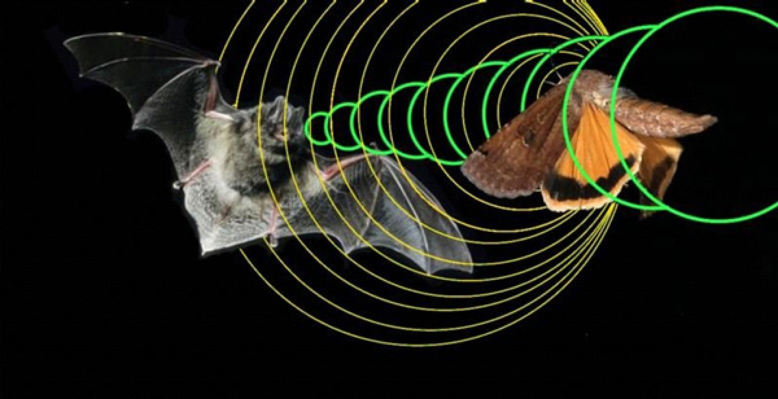 Ультразвуковые радары животных называют ультразвук. Эхолокация летучих мышей. Ультразвук в эхолокации. Летучая мышь Эхо. Эхолокация дельфинов и летучих мышей.