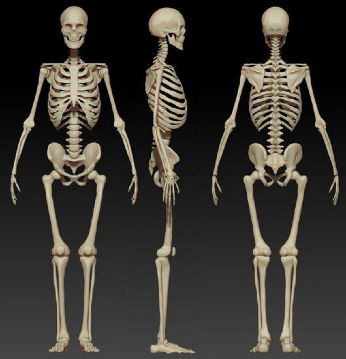 структура кости фото