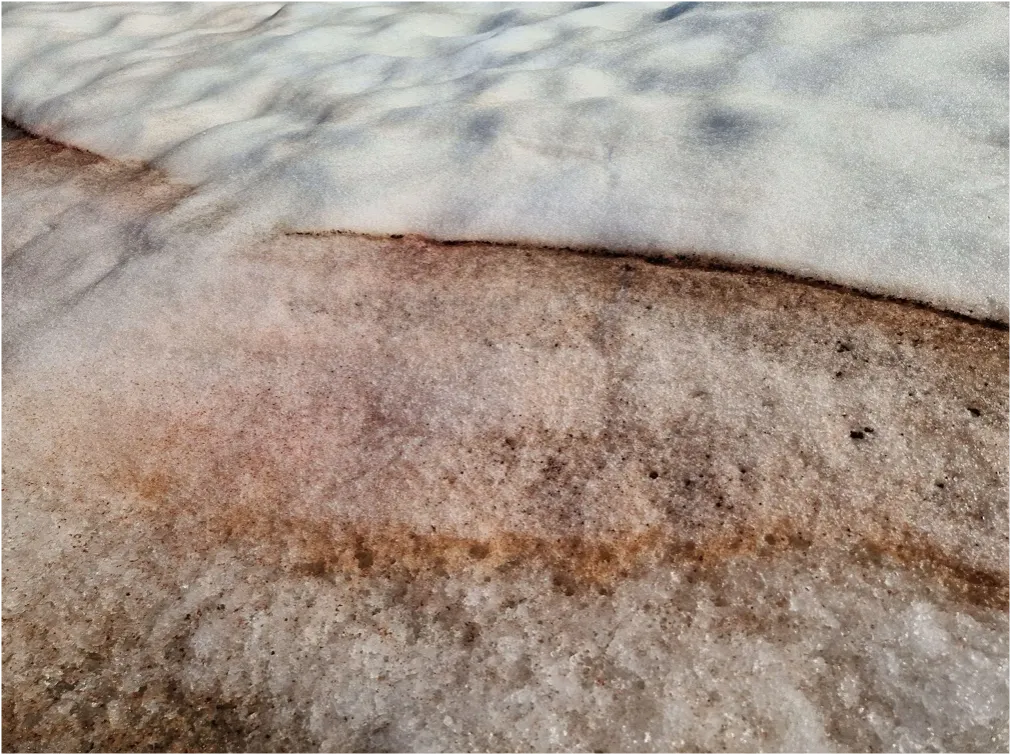 Поверхностные признаки жизни на далеких планетах: как ученые ищут следы инопланетной растительности