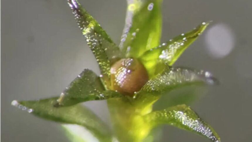 Космический вызов: как неприметный мох пережил адские условия вакуума