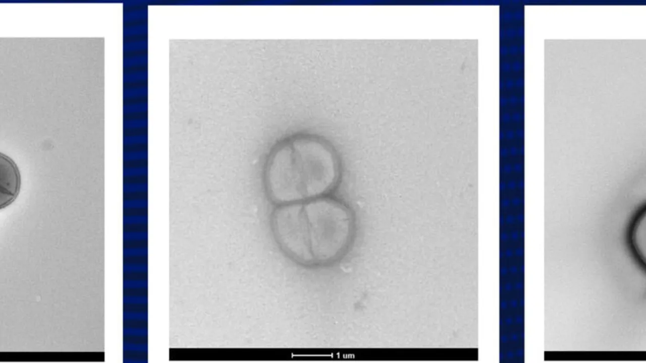 Жизнь после удара: Бактерии, выживающие в космосе, и теория панспермии