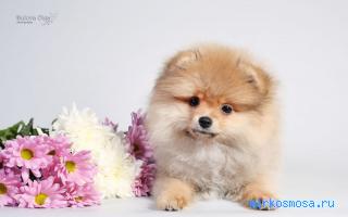Щенок — Женский сонник Щенок — Женский сонник