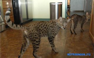 Саванна — Мужской сонник Саванна — Мужской сонник