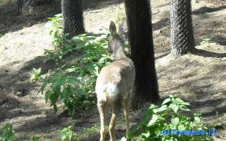 Косуля — Новейший сонник Иванова Косуля — Новейший сонник Иванова