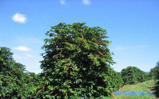 Кофейное дерево — Новейший сонник Иванова