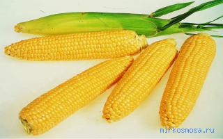Кукуруза — Новейший сонник Иванова