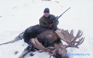 Лось — Новейший сонник Иванова Лось — Новейший сонник Иванова
