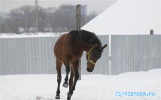 Жеребенок — Новый семейный сонник Жеребенок — Новый семейный сонник