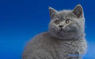 Котенок — Новый семейный сонник Котенок — Новый семейный сонник