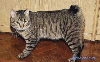Кошка — Российский сонник