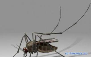 Комар — Восточный женский сонник Комар — Восточный женский сонник