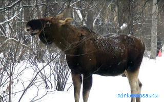 Лось — Восточный женский сонник Лось — Восточный женский сонник