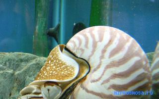 Моллюски — сонник