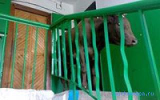Бык — Восточный женский сонник Бык — Восточный женский сонник