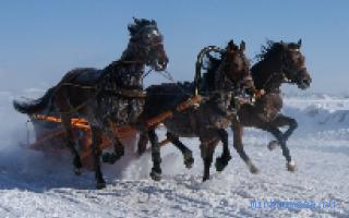 Лошадь — Сонник Азара Лошадь — Сонник Азара