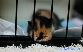 Котенок — Сонник влюбленных Котенок — Сонник влюбленных