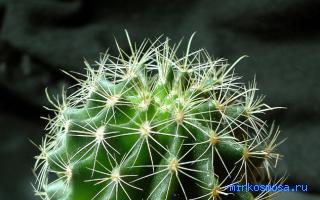 Кактус — Сонник Дениз Линн (краткий) Кактус — Сонник Дениз Линн (краткий)
