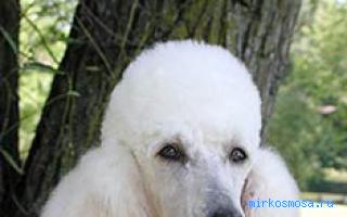 Пудель — Дворянский сонник Гришиной Пудель — Дворянский сонник Гришиной
