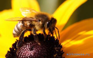Пчела — сонник