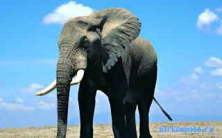 Слон — сонник