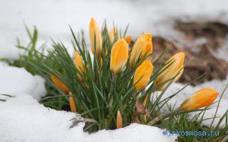 Весна — Сонник Дениз Линн (подробный) Весна — Сонник Дениз Линн (подробный)
