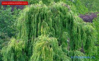 Ива — Сонник Дениз Линн (подробный) Ива — Сонник Дениз Линн (подробный)