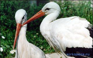 Аист — Сонник Дениз Линн (подробный) Аист — Сонник Дениз Линн (подробный)