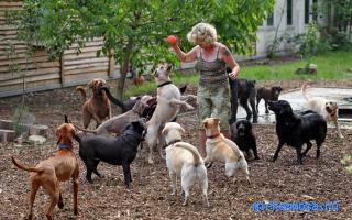 Собака — Детский сонник Собака — Детский сонник