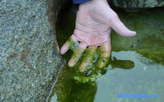 Водоросли — Сонник Майя Водоросли — Сонник Майя