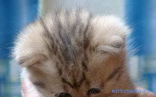 Котенок — Сонник Майя Котенок — Сонник Майя