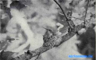 Горло — Сонник Миллера Горло — Сонник Миллера